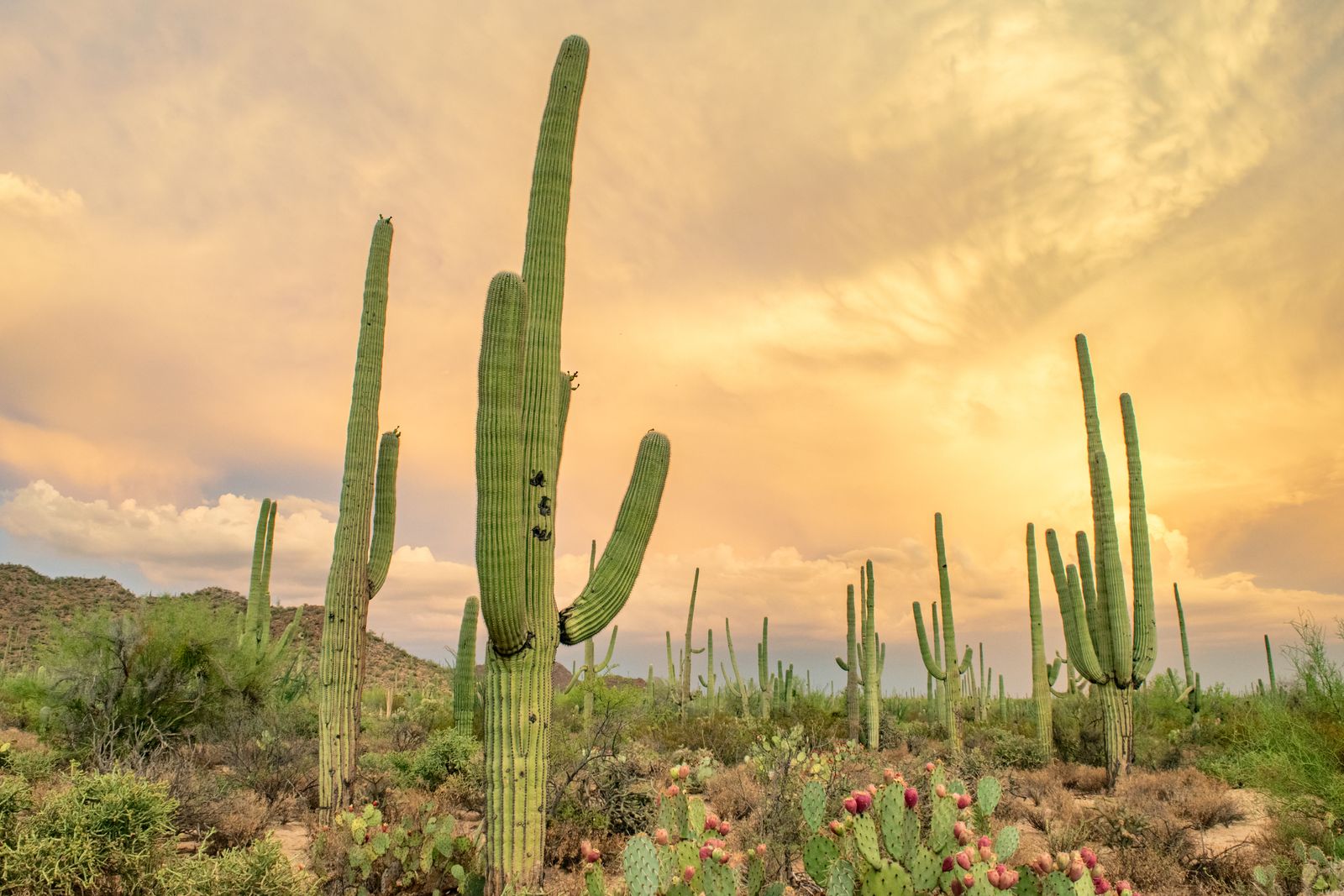 Sonoran desert with saguaro cactus and Arizona mountains at golden hour